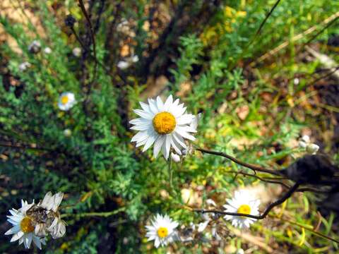 صورة Rhodanthe anthemoides (Spreng.) P. G. Wilson