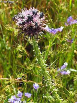 Image of Onopordum carduiforme Boiss.