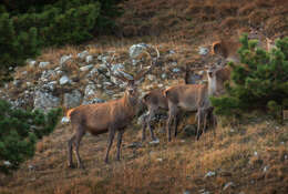 Image of Cervus elaphus brauneri Charlemagne 1920