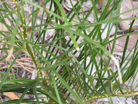 Image of Macrozamia fearnsidei D. L. Jones