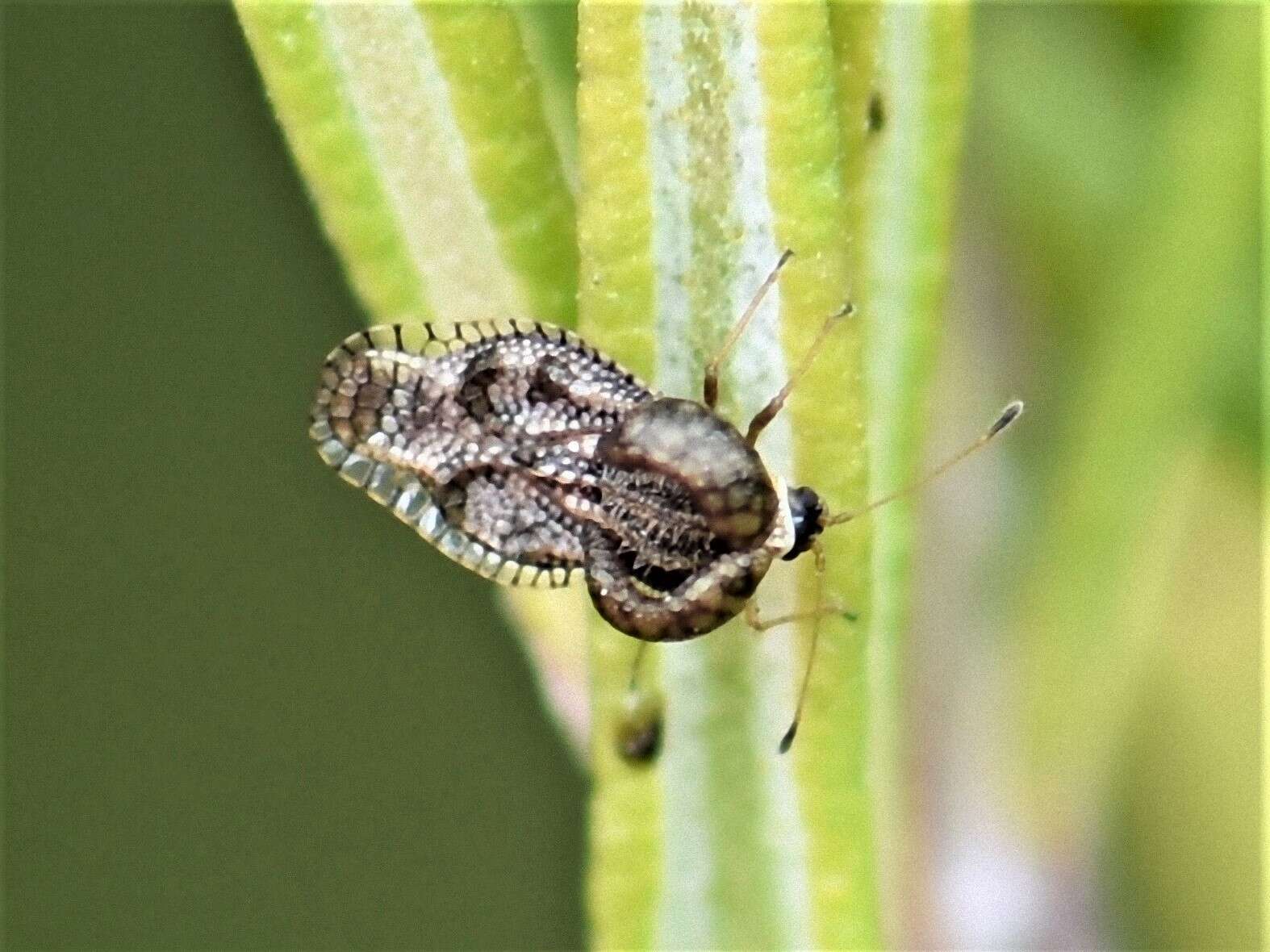 Image of Cochlochila (Cochlochila) bullita (Stål 1873)