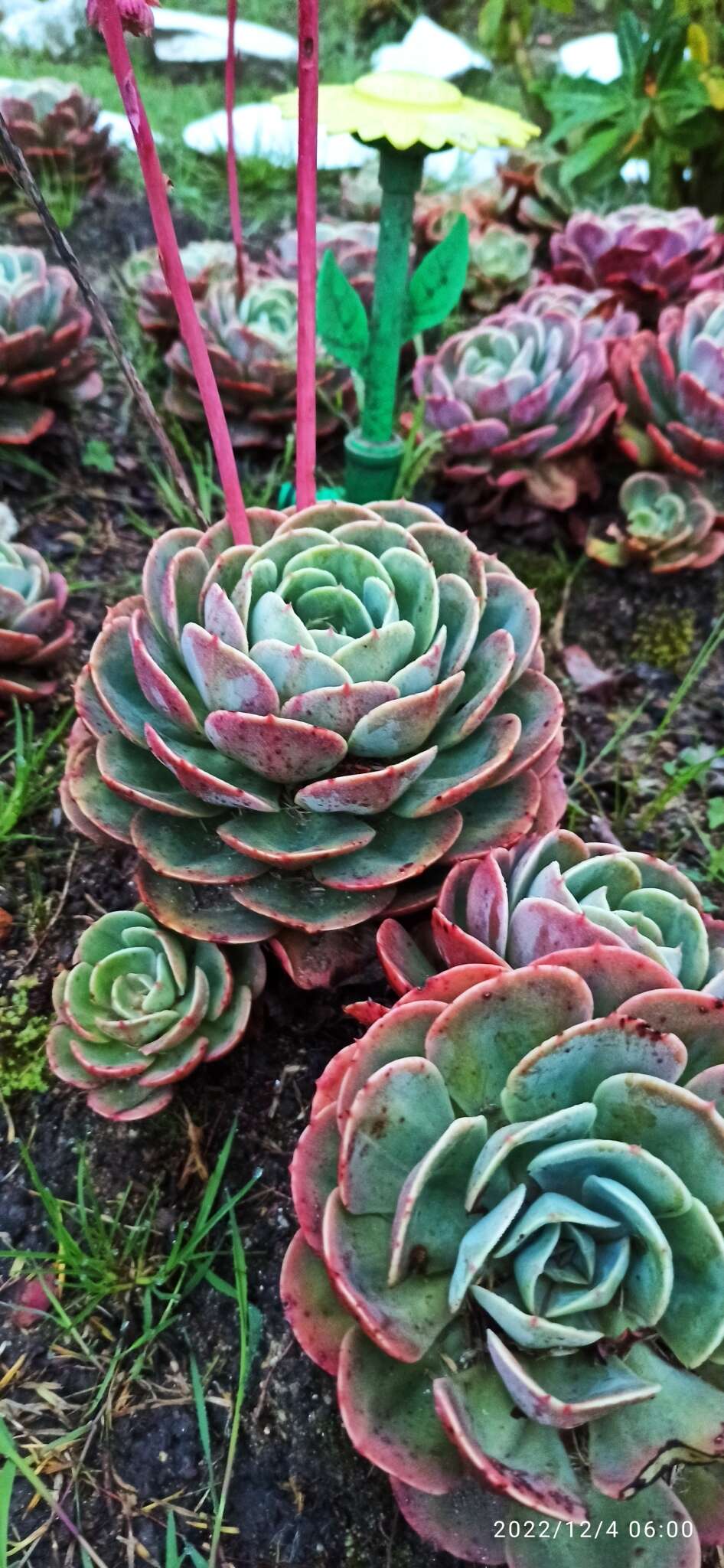 Image of <i>Echeveria imbricata</i>