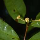 Image of Ixora aluminicola Steyerm.