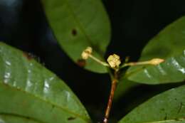 Image of Ixora aluminicola Steyerm.