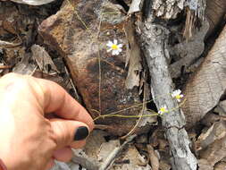 Image of Stenocarpha filiformis (Hemsl.) S. F. Blake