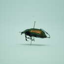 Слика од Calosoma (Castrida) fulgens Chaudoir 1869