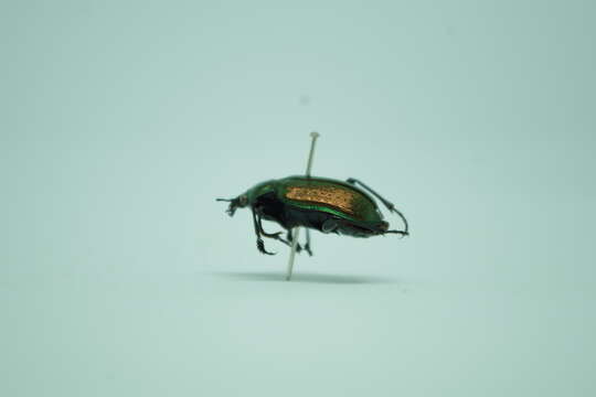 Слика од Calosoma (Castrida) fulgens Chaudoir 1869