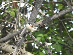 Image of White-Crowned Penduline Tit