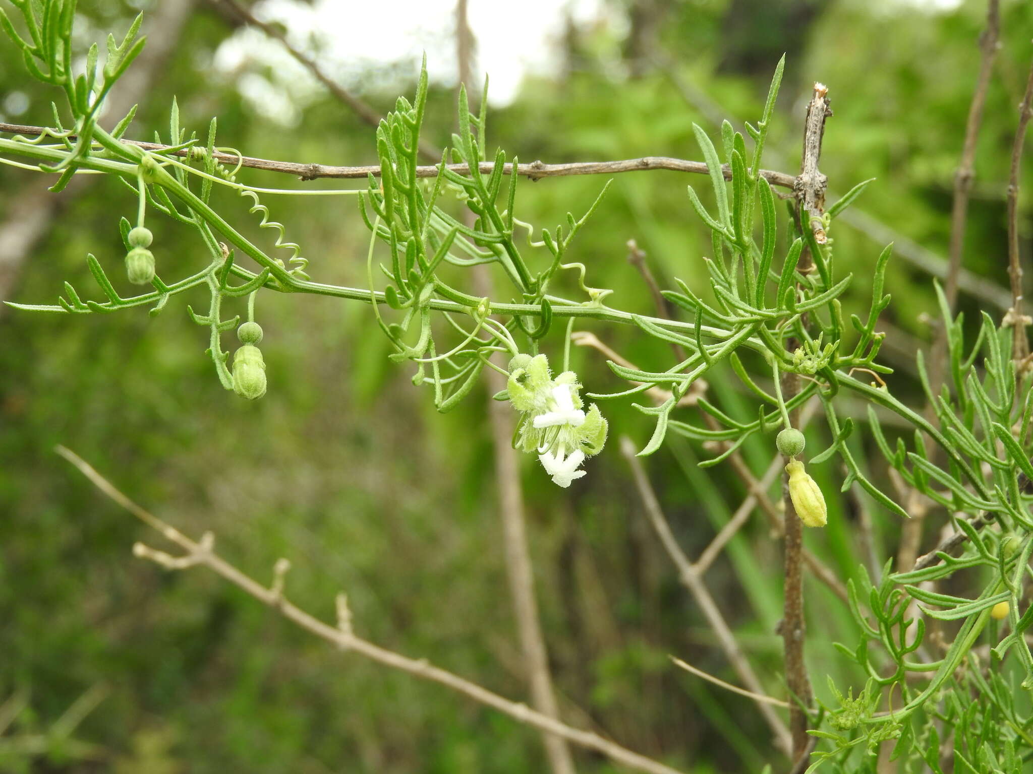 Image of cranberry gourd