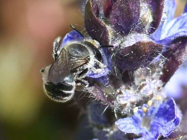 Image of Mason bee