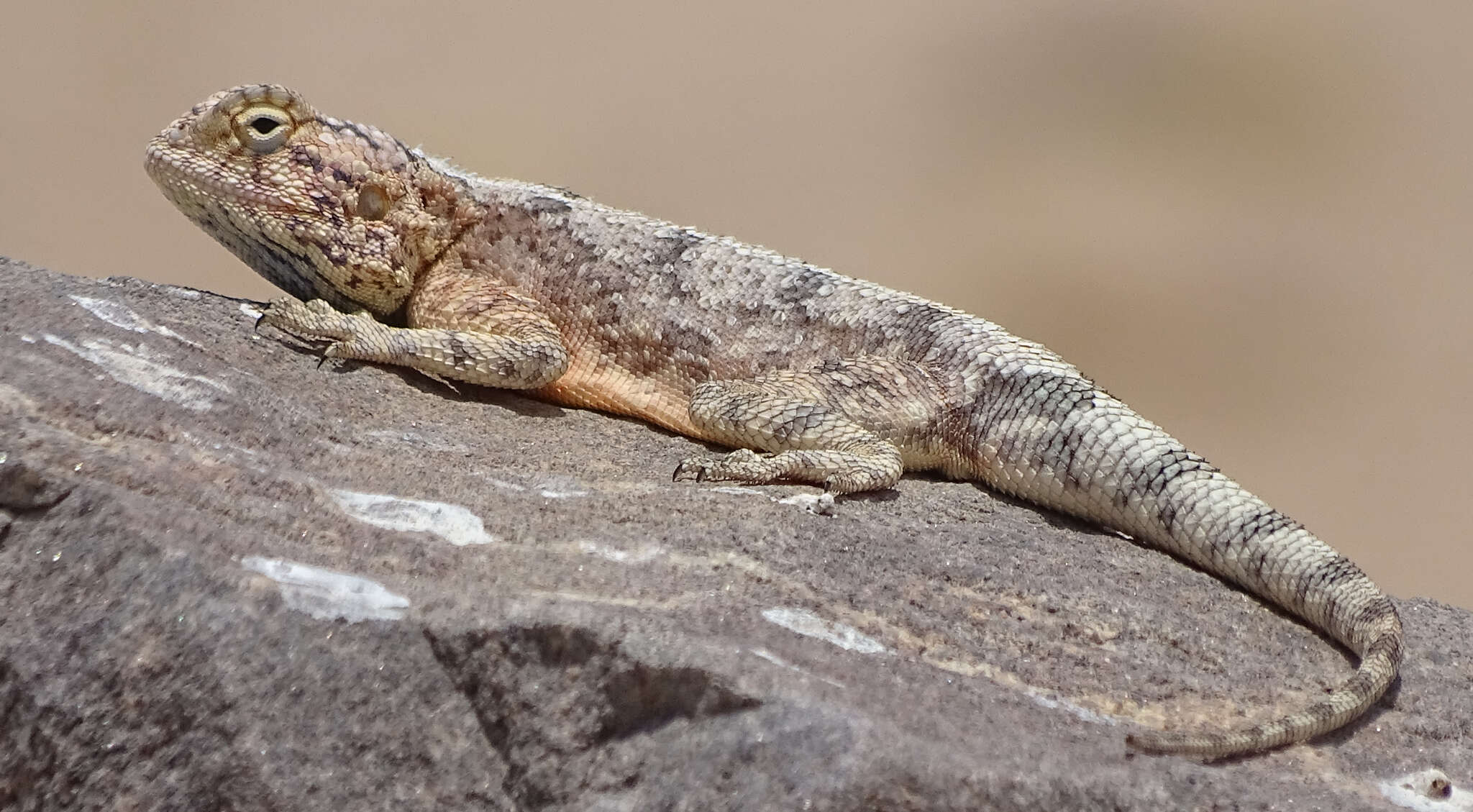 Image of Anchieta's Agama