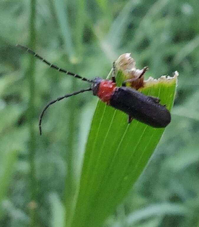 Image of Silis ruficollis