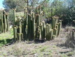 Plancia ëd <i>Trichocereus spachianus</i>