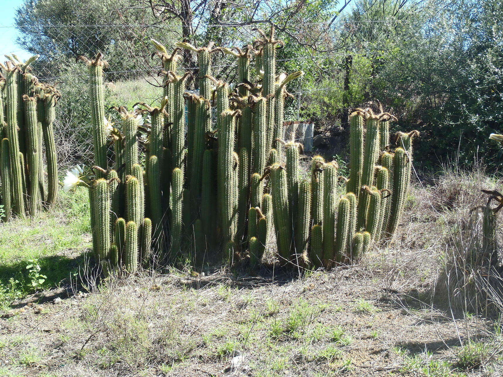 Imagem de <i>Trichocereus spachianus</i>