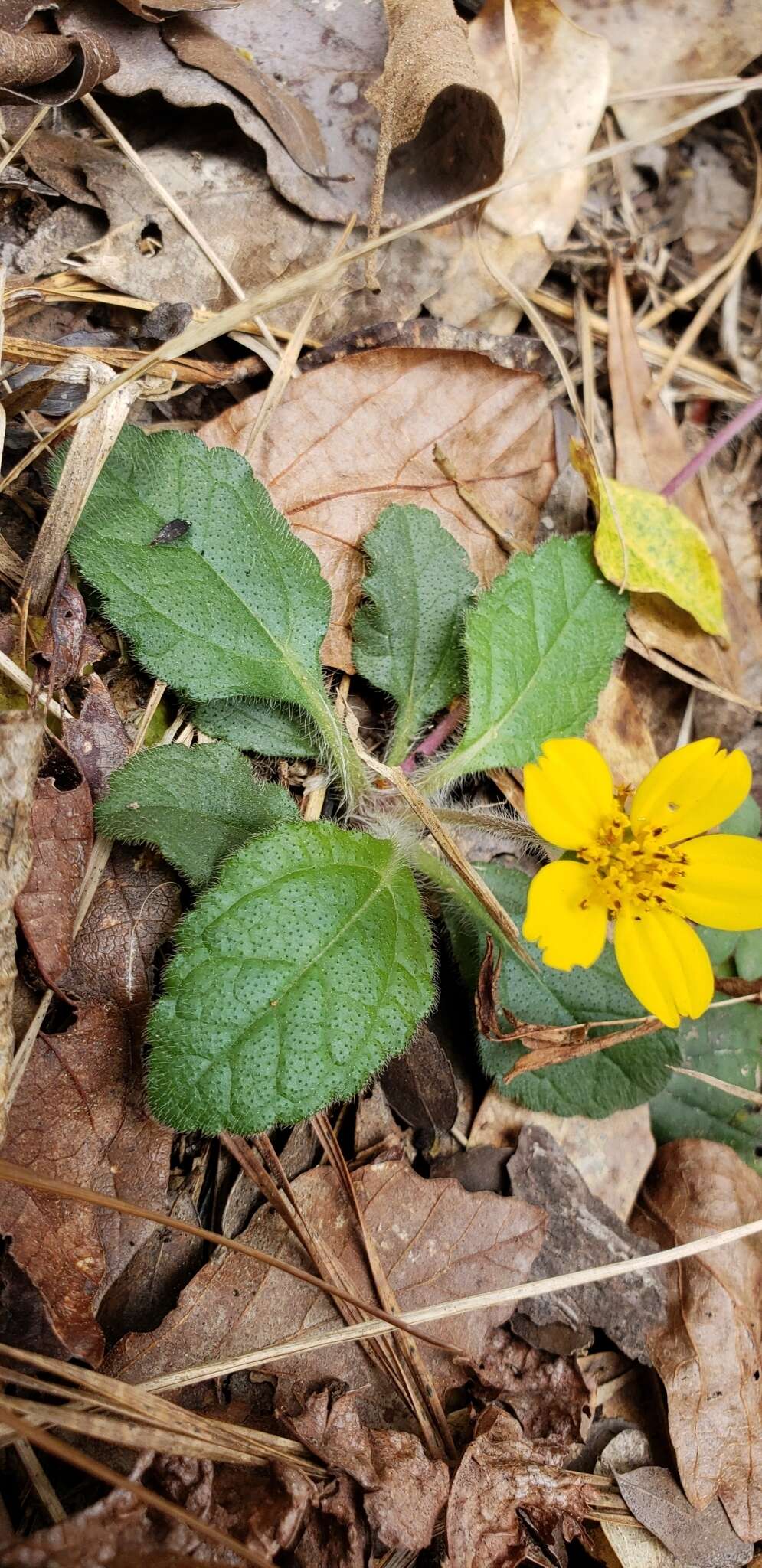 Image of green and gold