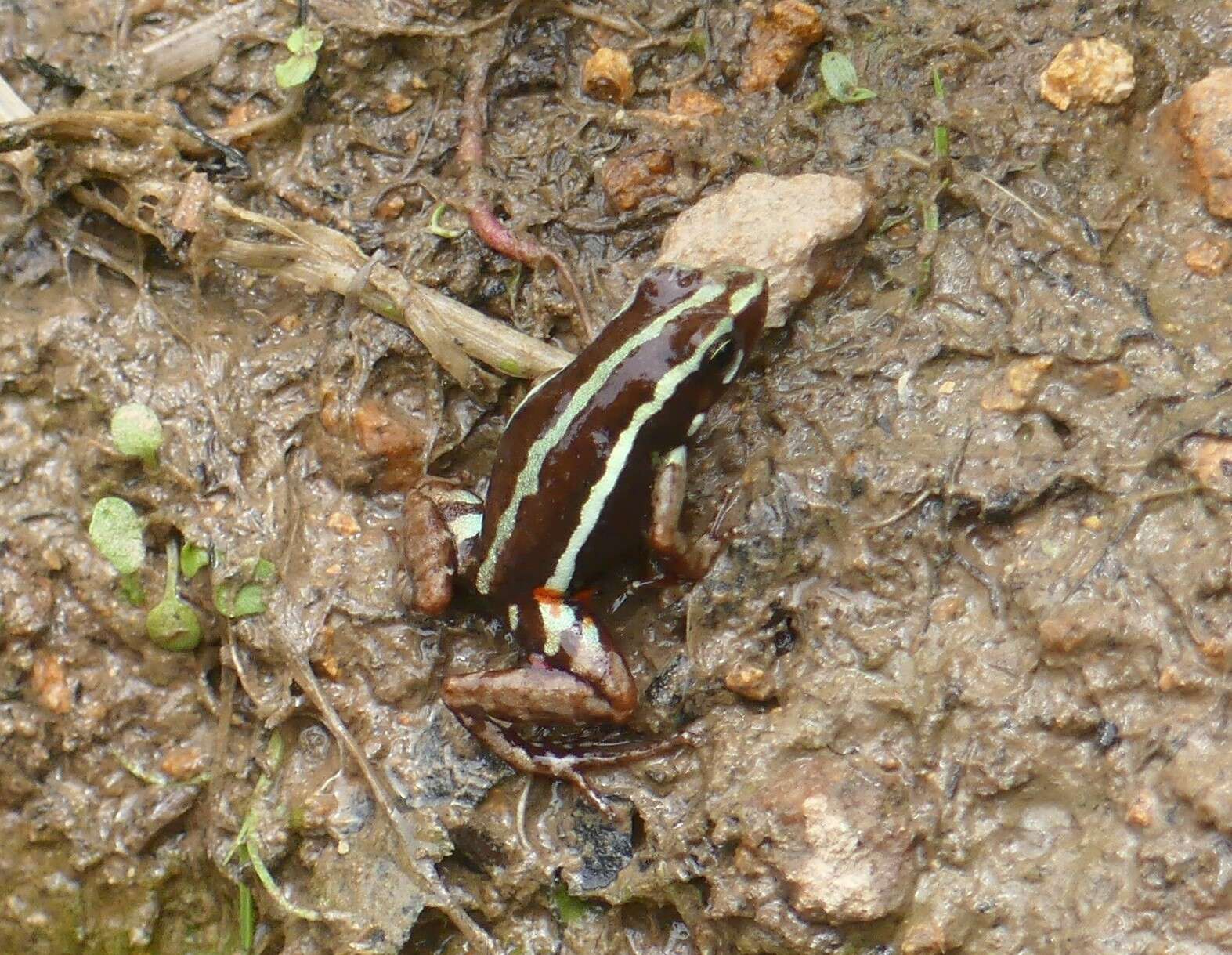 Image of Anthony's Poison-Arrow Frog