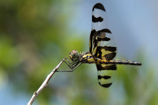 Imagem de Celithemis fasciata Kirby 1889