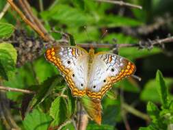 Image of Anartia jatrophae guantanamo Munroe 1942