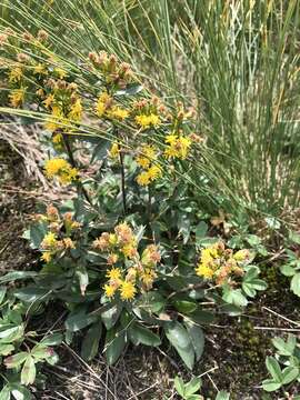 Image of Cutler's alpine goldenrod