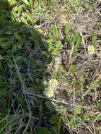 Image of Eclipta elliptica DC.