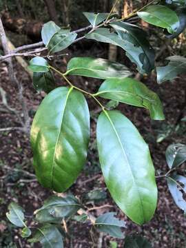 Image of Diospyros fasciculosa (F. Muell.) F. Muell.