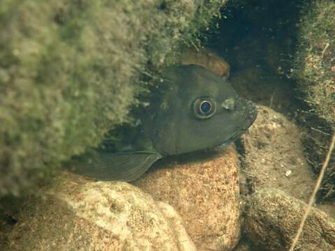 Image of Garra orientalis Nichols 1925