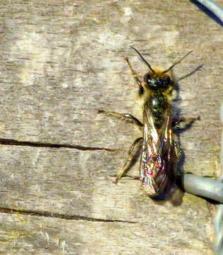 Imagem de Chelostoma florisomne (Linnaeus 1758)