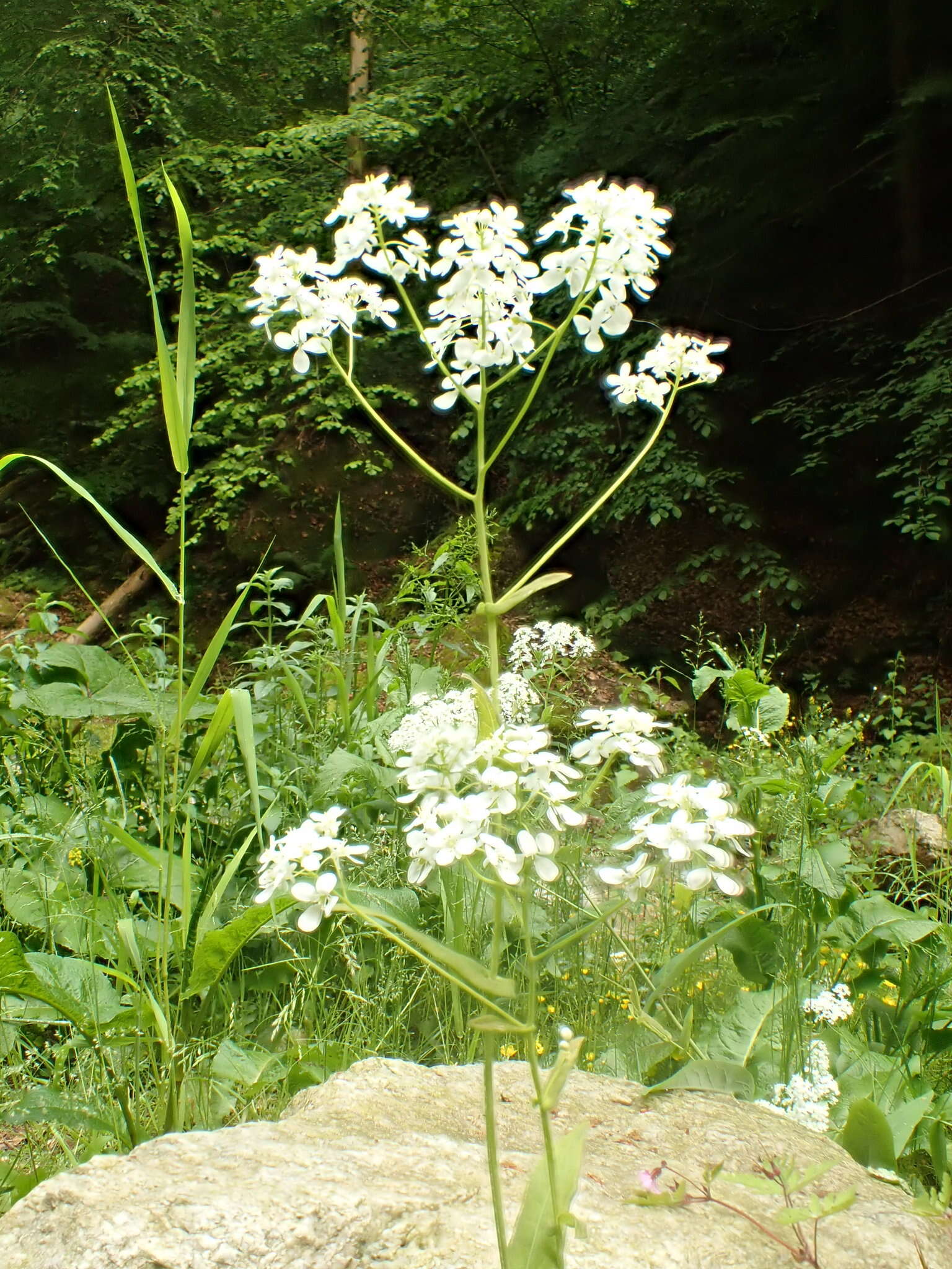 Plancia ëd Peltaria alliacea Jacq.