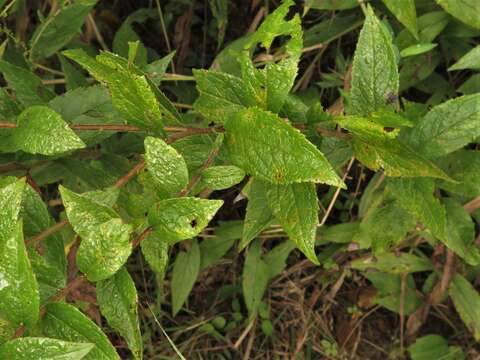 Plancia ëd Solidago rugosa var. celtidifolia (Small) Fern.