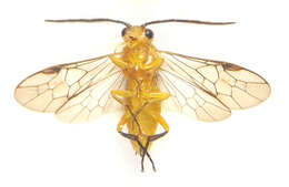 Image of Euura tibialis (Newman 1837)