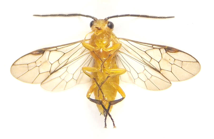 Image of Euura tibialis (Newman 1837)