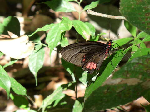 Parides sesostris (Cramer (1779)) resmi