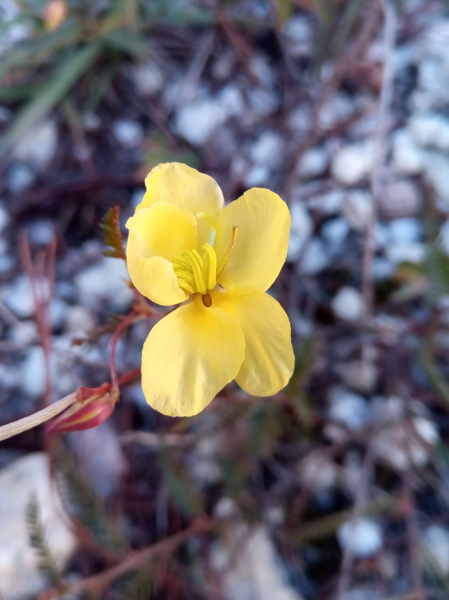 Image of Chamaecrista lateriticola (R. Vig.) Du Puy