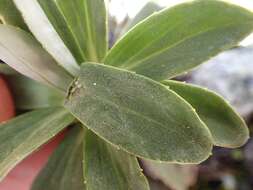 Image of Celmisia angustifolia Cockayne