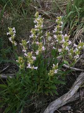 Image of western whiteflower beardtongue