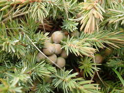 Juniperus rigida subsp. conferta (Parl.) Kitam. resmi