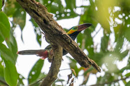 Image of Golden-collared Toucanet