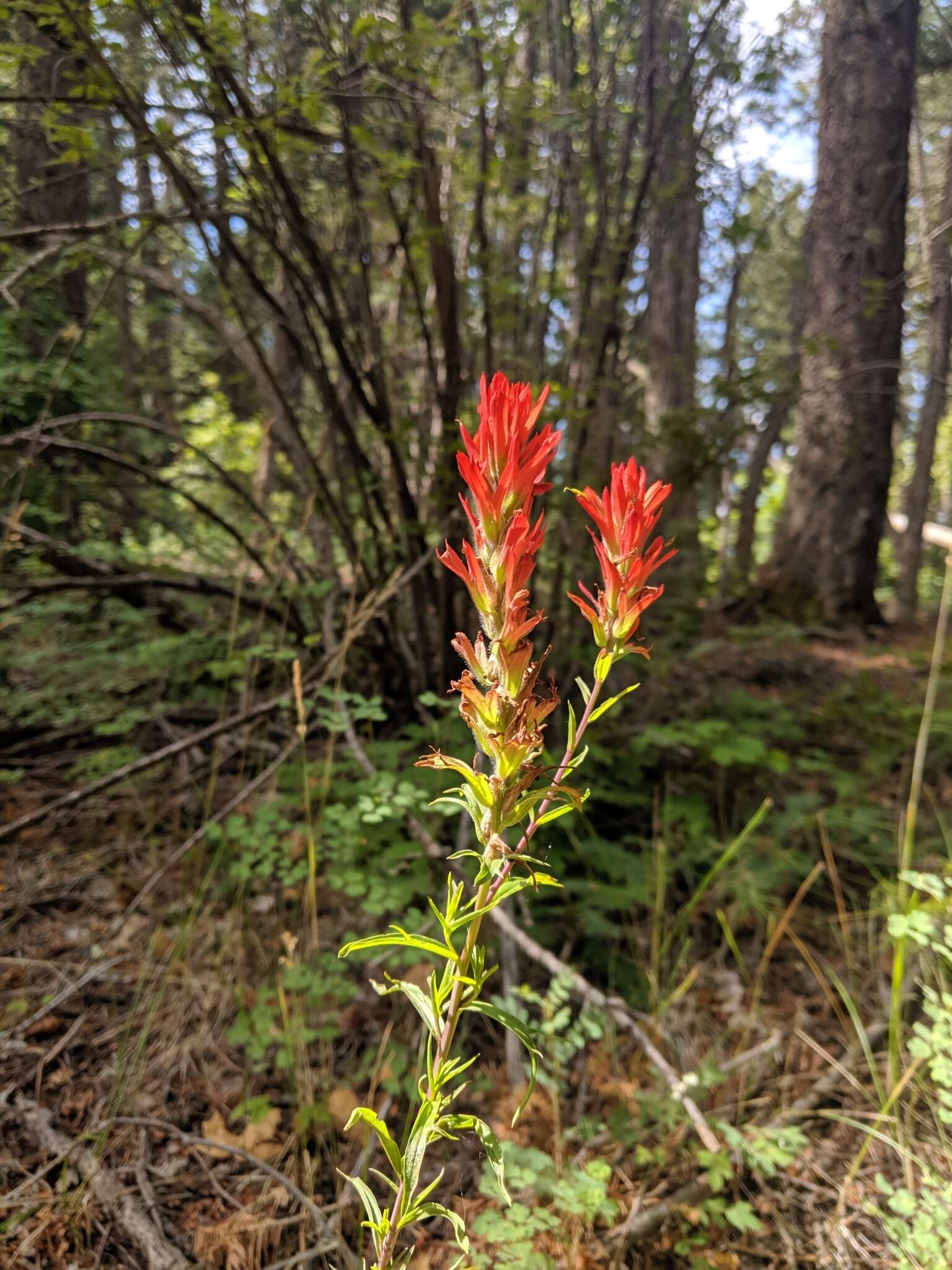 Image of Sacramento Mountain Indian paintbrush