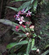 Image of Begonia ambodiforahensis