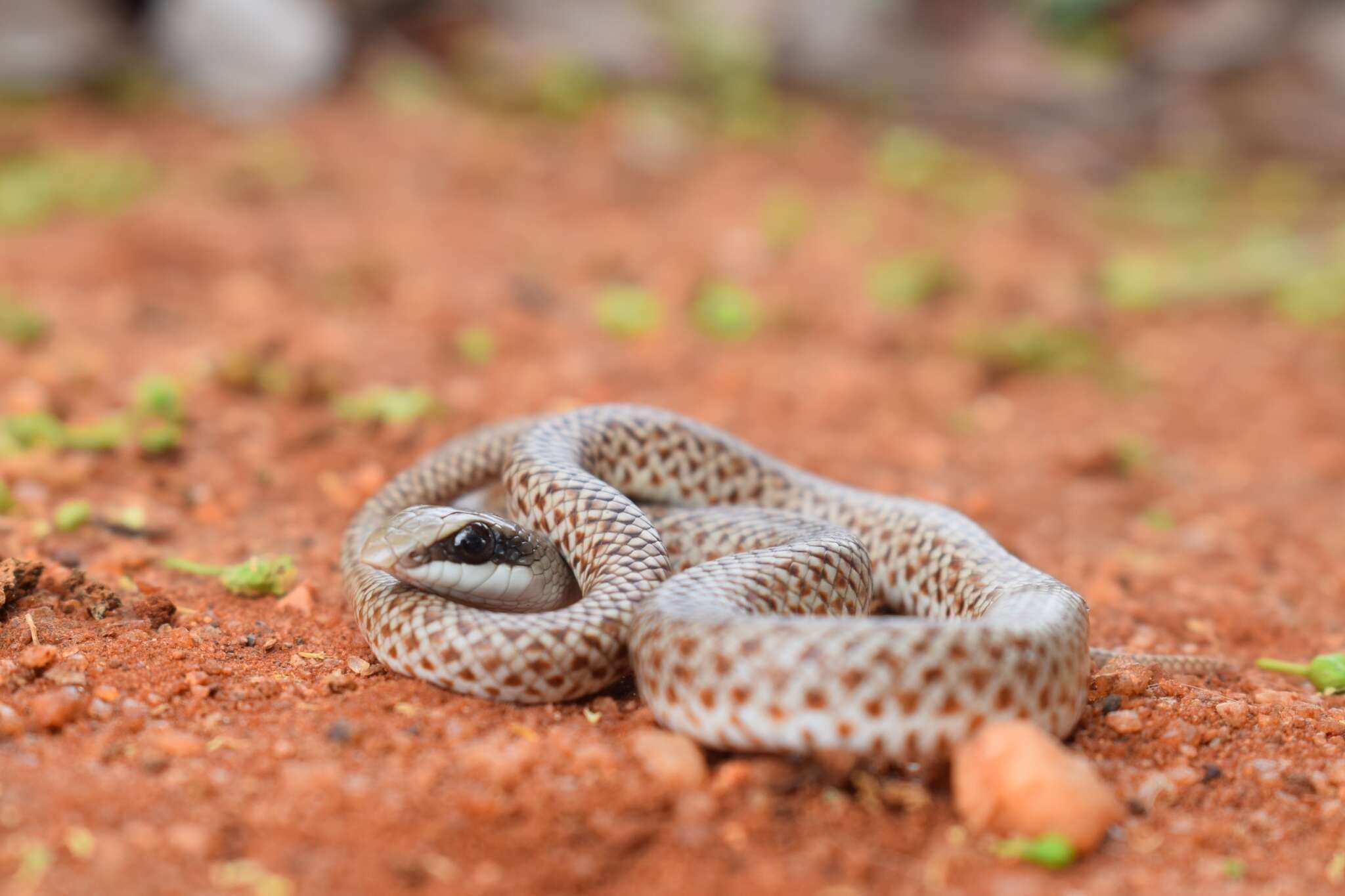 Image of Rufous Beaked Snake