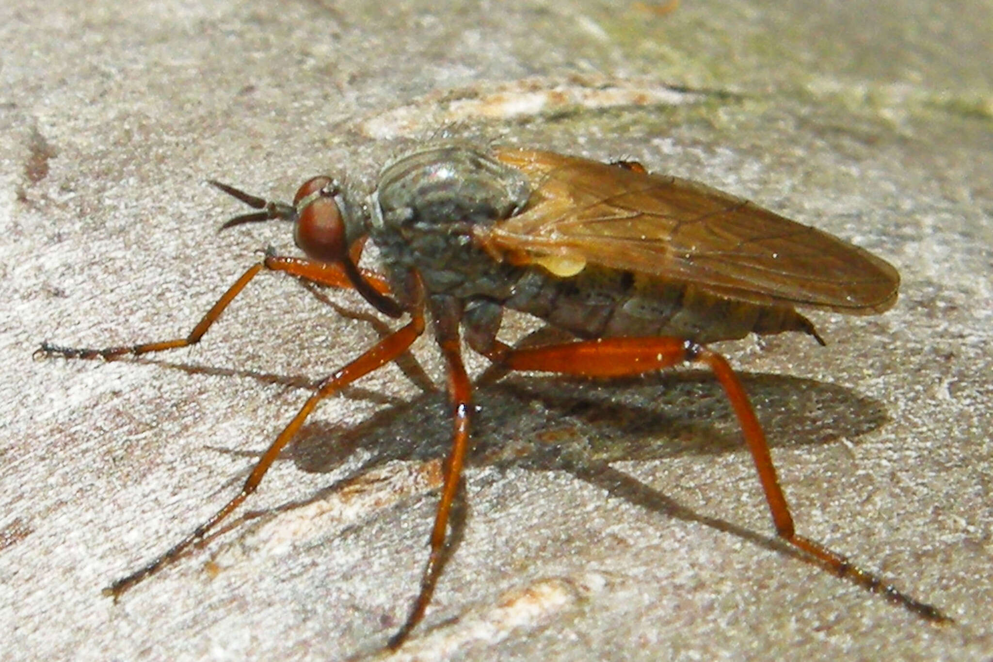 Image of Empis spectabilis Loew 1862