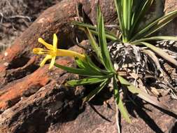 Image of Barbacenia longiflora Mart.