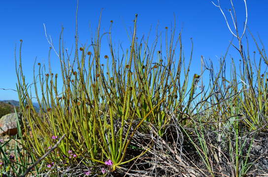 Image of Drosophyllaceae