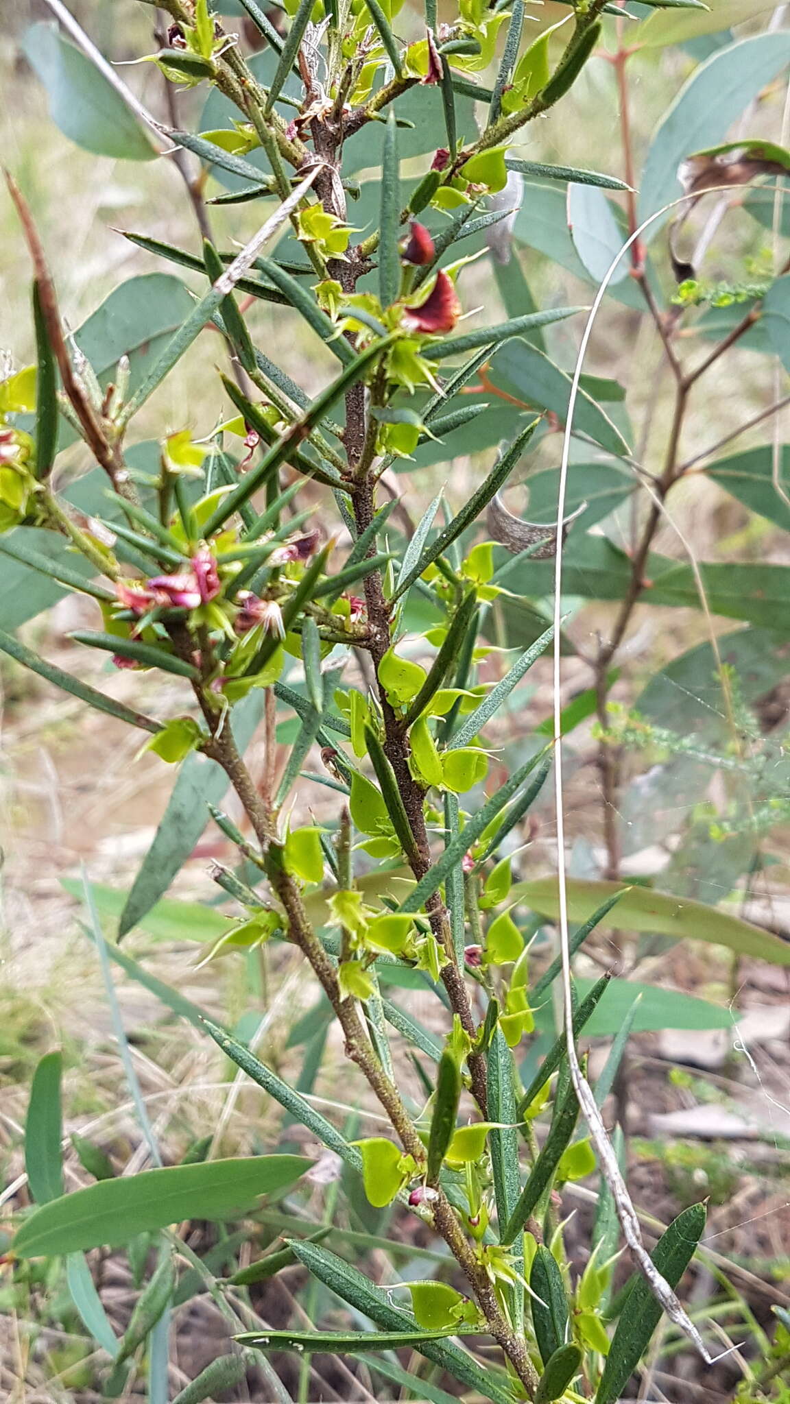 Image of Daviesia acicularis Sm.