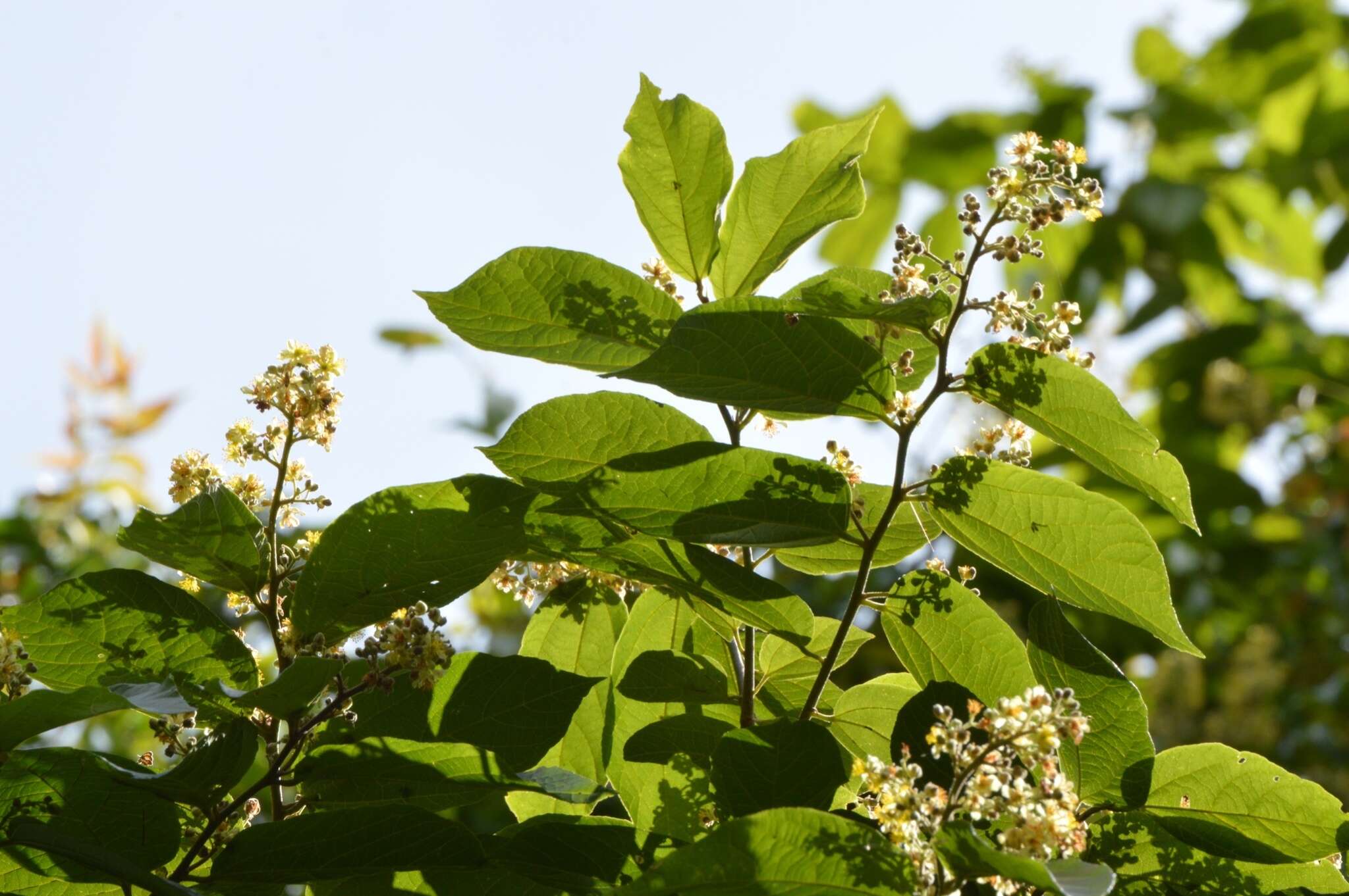 Image de Microcos paniculata L.