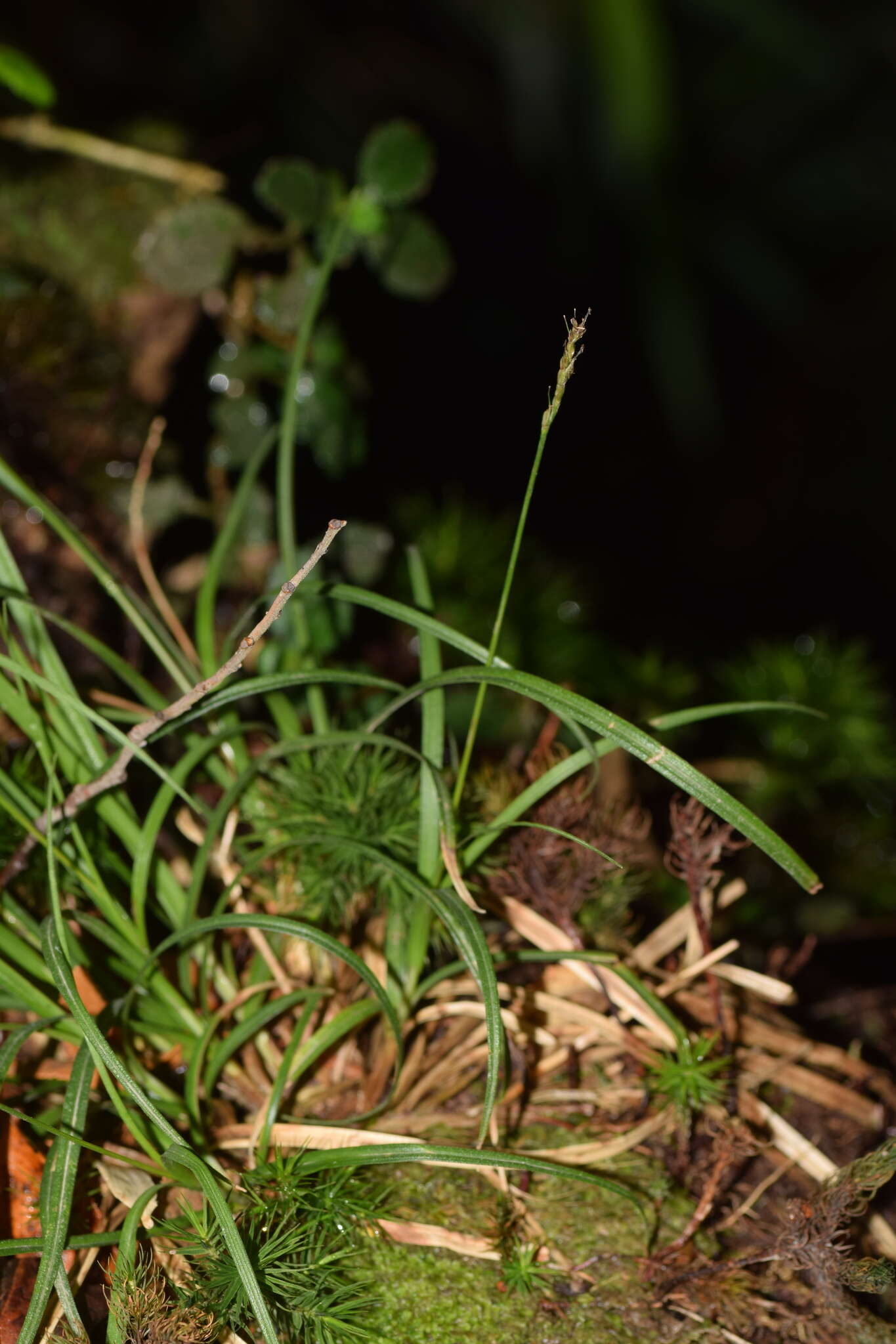 Image of Carex firmula (Kük.) J. R. Starr