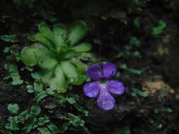 Image of Pinguicula cyclosecta Casper