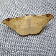 صورة Luxiaria phyllosaria Walker 1860