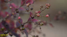 Image of Crape myrtle