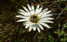 Image de Arctotis formosa Thunb.